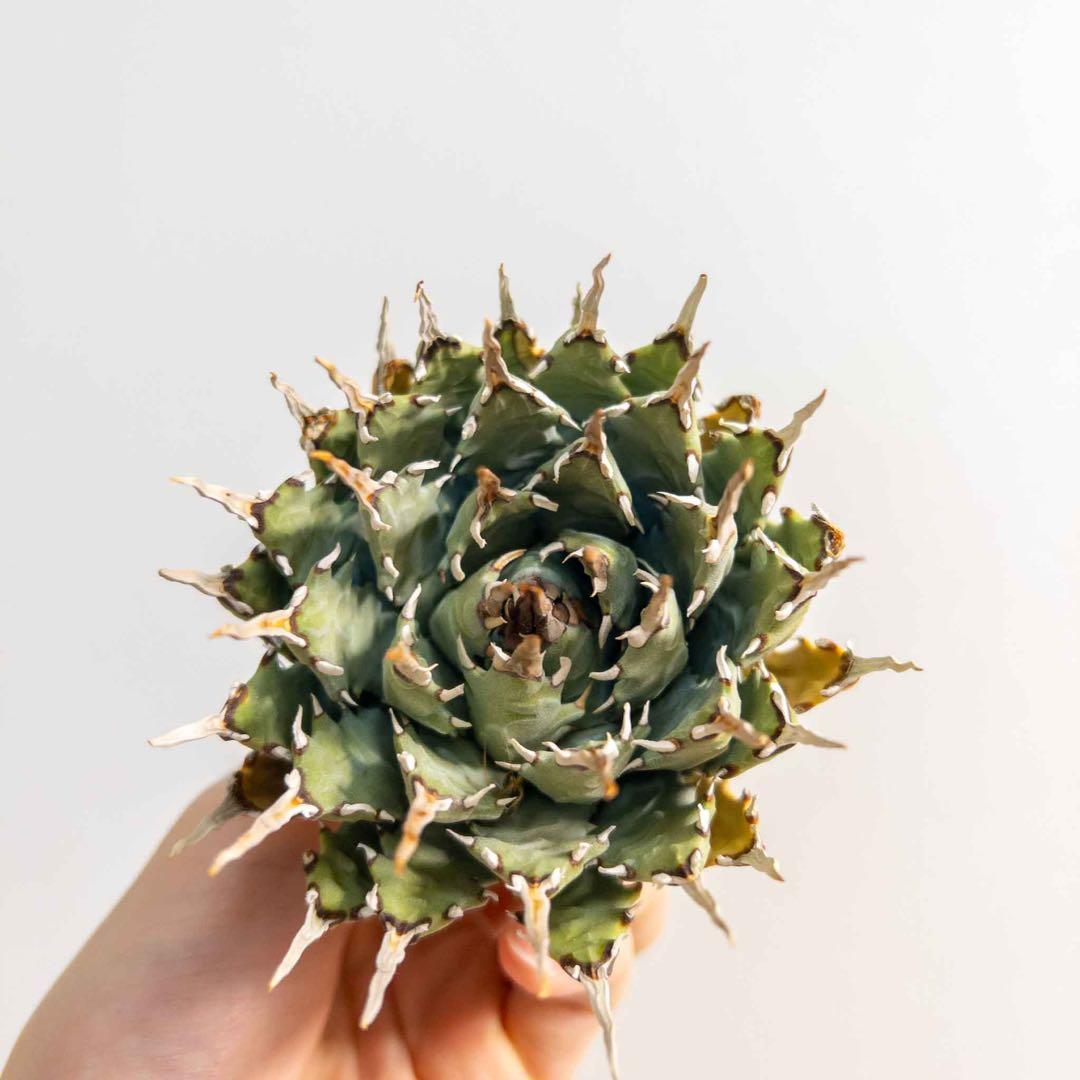 9 ユタエンシス エボリスピナ 現地株 ベアルート 陽炎 アガベ