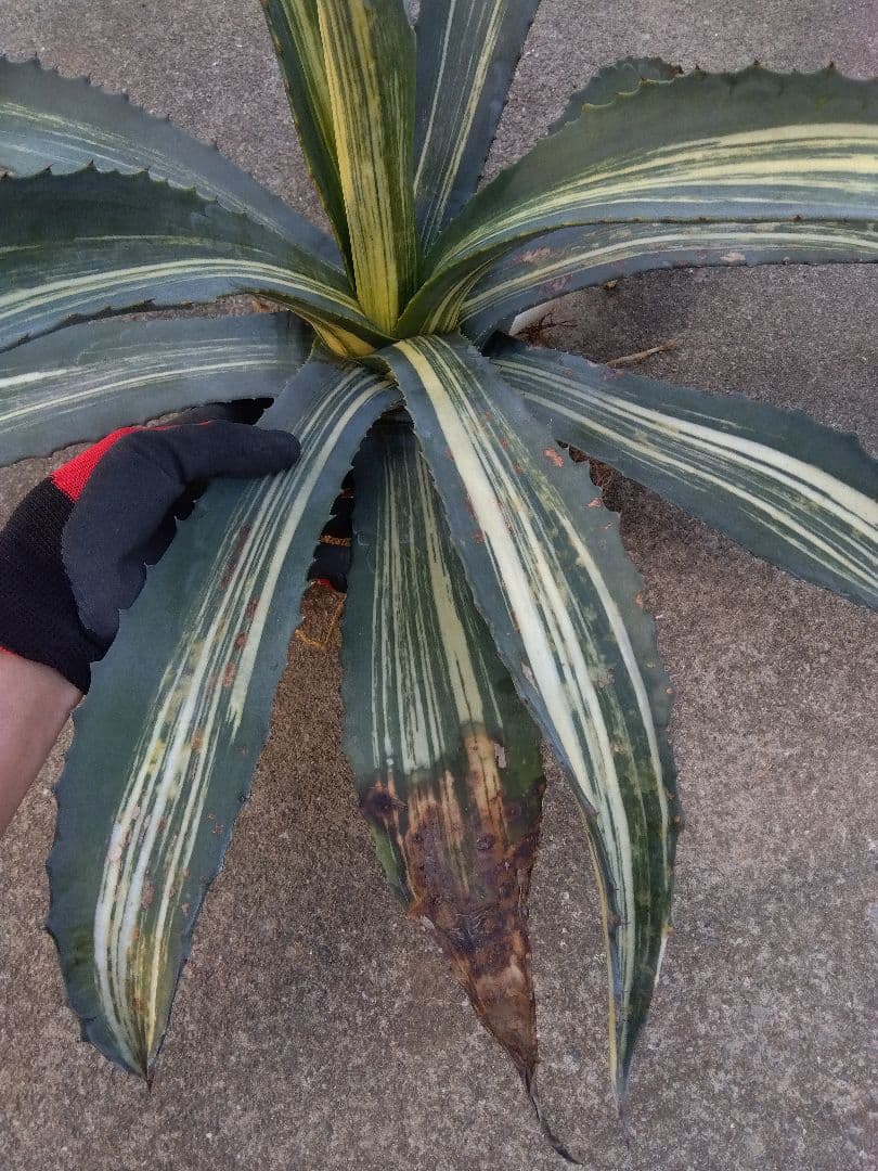 アガベ　アメリカーナ　白縞斑　大株約80センチ❗　②